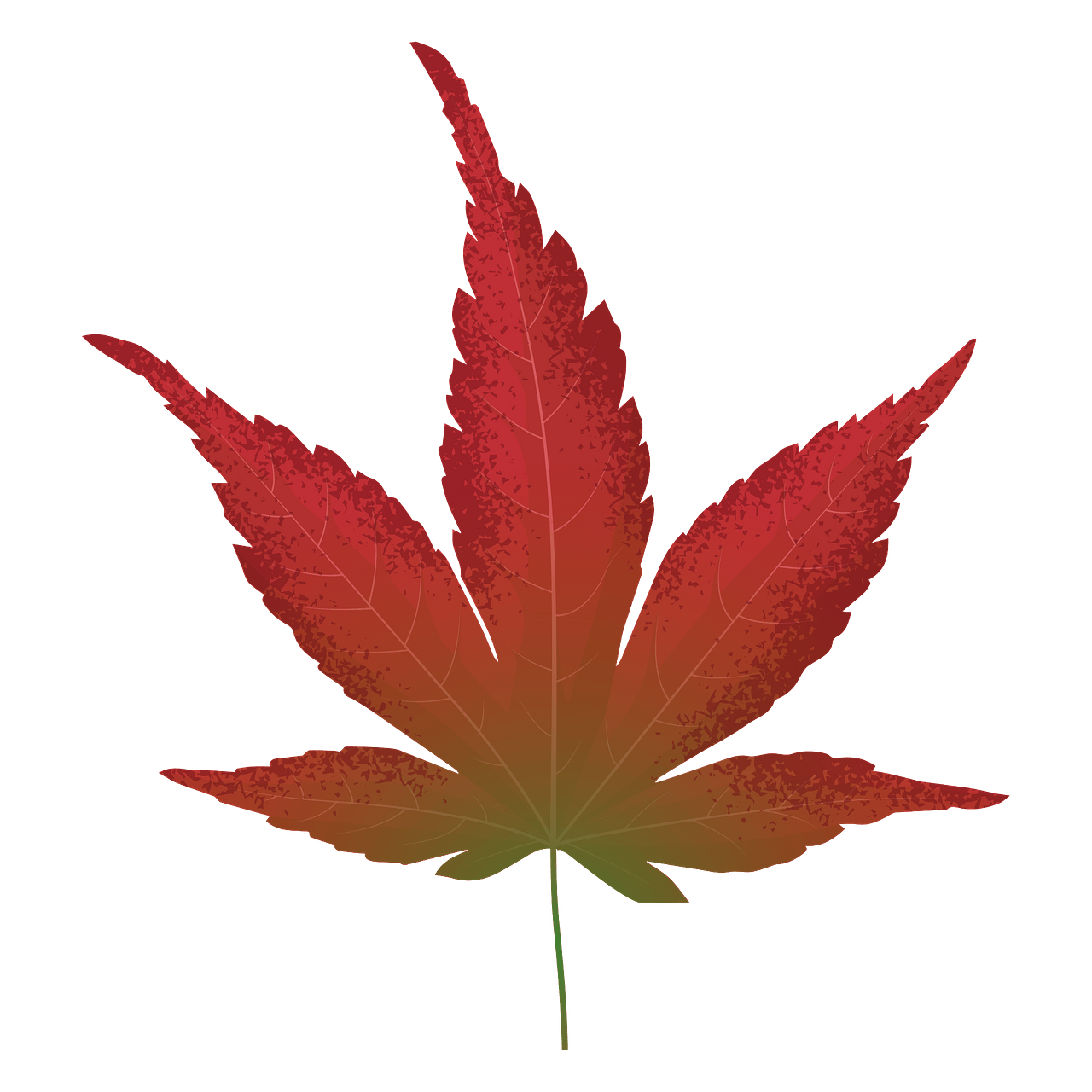 Maple leaf